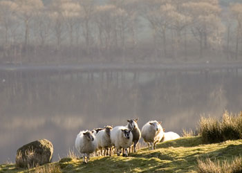 Lakeland Sheep on the fell by Betty Fold Gallery